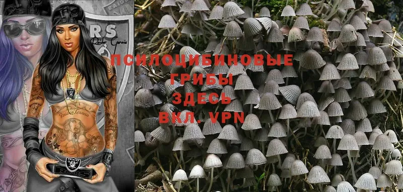 Псилоцибиновые грибы Psilocybe  Злынка 